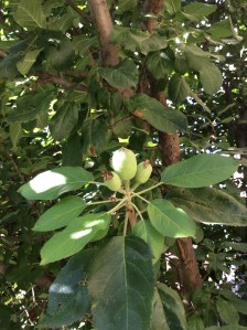 Baby apples, 9/20/15