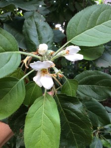 Apple blossoms, 9/2/15