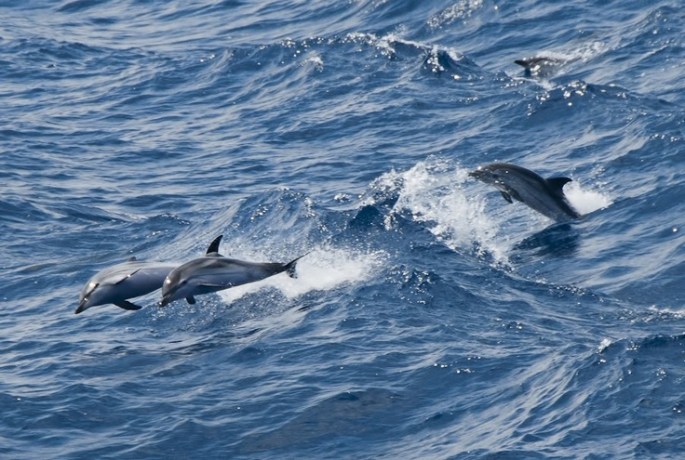 dolphins in waves
